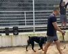 Cão k9 Dark, do  3° BPM, passa por treinamento em estádio de Arapiraca