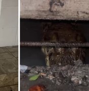 Jacarés são flagrados circulando por ruas e canais em cidade do Litoral Sul de Alagoas