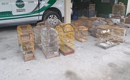PM resgata 40 aves silvestres durante operação ambiental no interior de Alagoas