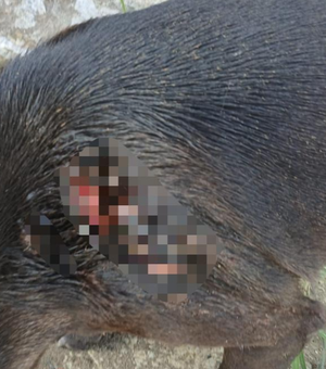 Polícia Civil investiga ataque a cão comunitário em Maceió