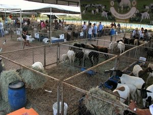 Começa nesta quinta Exposição de Caprinos e Ovinos em Arapiraca