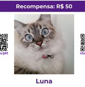 Família procura por gata doméstica desaparecida em Arapiraca