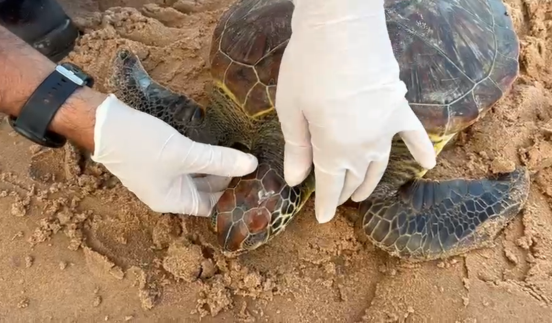 [Vídeo] Tartaruga verde é resgatada com marcas de rede e traumatismo craniano