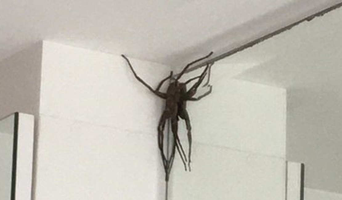 Aranhas 'gigantes' assustam moradores de bairro nobre em BH