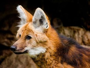 Escolhido para ilustrar a cédula de R$ 200, lobo-guará sofre com o avanço do desmatamento no Cerrado