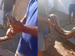 Jiboia é capturada por moradores no bairro Zélia Barbosa Rocha, em Arapiraca