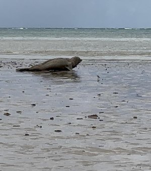 IMA/AL monitora elefante-marinho que está na costa alagoana desde o dia 11