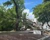 Árvore cai durante chuva e interdita avenida em Maceió