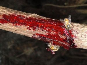 Pesquisadora cria pomada para combater efeitos da Leishmaniose