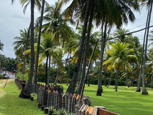 Poste cai e fiação é improvisada em paus em Maragogi