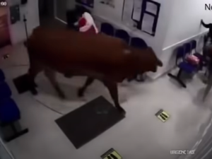 [Vídeo] Vaca irritada invade hospital e assusta pacientes