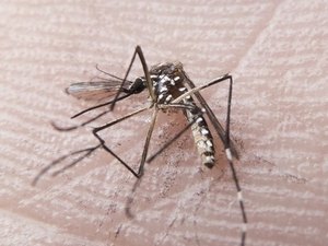 Divulgado novos dados de dengue, chikungunya e zika