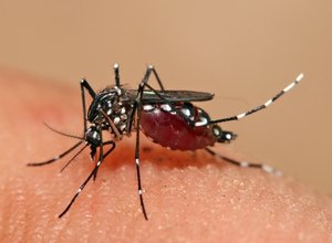AL registra 129 casos de microcefalia, segundo dados do MS