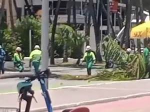 Coqueiro despenca na avenida Sílvio Viana e interdita trânsito na Ponta Verde