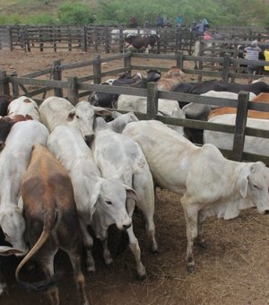 Prefeitura convoca criadores de bovinos para vacinar rebanhos contra a febre aftosa