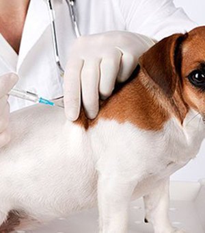 Antirrábica: vacinação de animais começa dia 24 na área rural