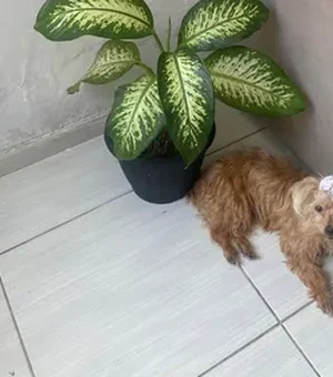 Cadela de 13 anos morre após ser atropelada no bairro São Jorge, em Maceió