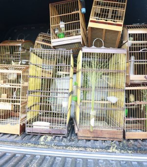 Maragogi: polícia encontra pássaros silvestres em cativeiro