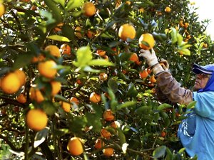 Jacuípe foi o município de AL que mais cresceu em 2017, aponta levantamento