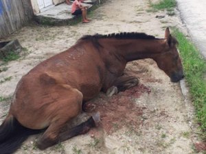 Cavalo morre após ser esfaqueado por criminoso em Penedo