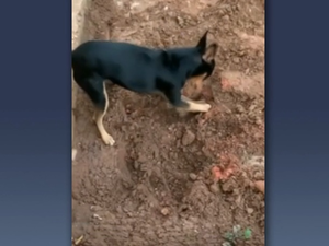 Cão cava, mostra droga à polícia e 'entrega' dono no Mato Grosso