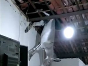 Vídeo mostra jumento caindo de telhado de casa no Sertão da PB