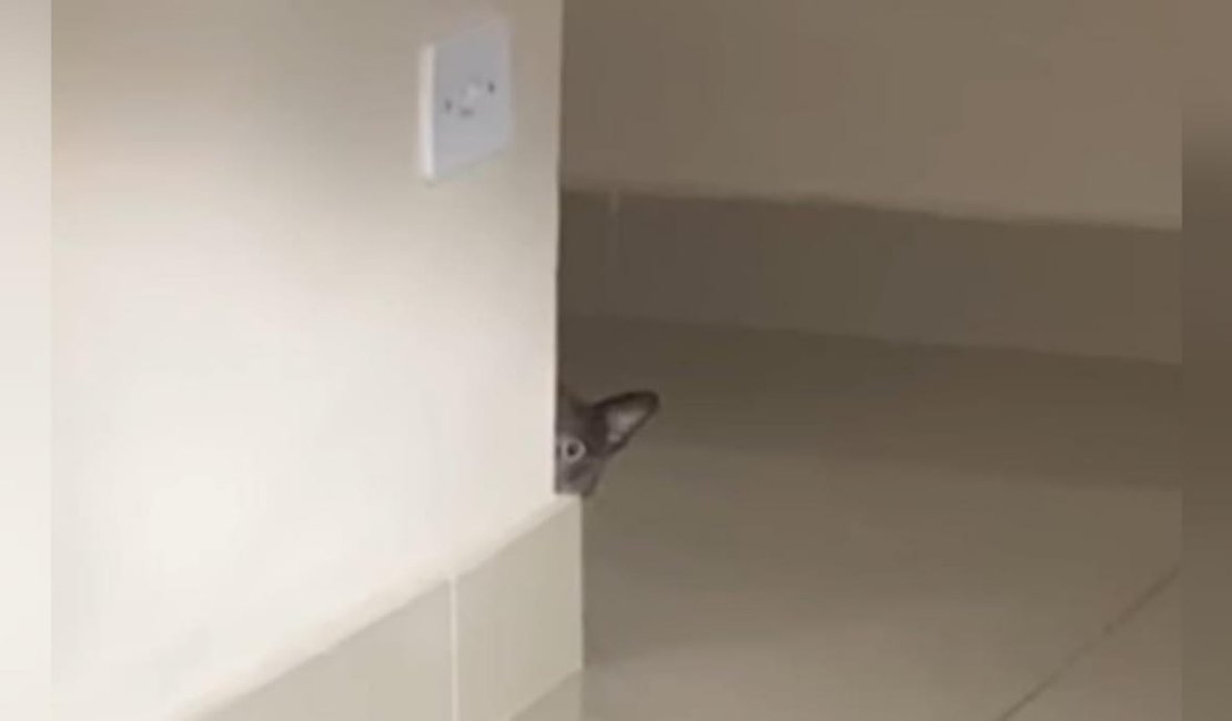 Gata travessa se esconde e viraliza com olhar bastante misterioso