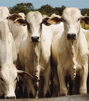 'União Europeia não volta a comprar carne do Brasil antes de 2 anos', diz consultor
