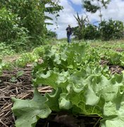 Governo de Alagoas fomenta a agricultura sustentável no estado por meio de práticas ambientais