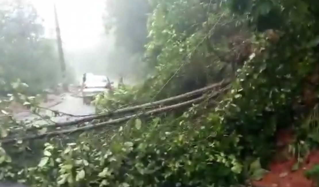 [Vídeo] Barreira com árvore cai e por pouco atinge carro em Fernão Velho