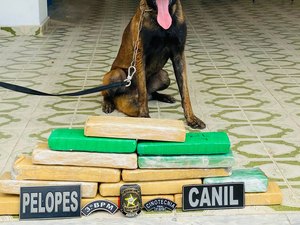 Homem escondia 12 kg de maconha dentro de casinha de cachorro em Arapiraca