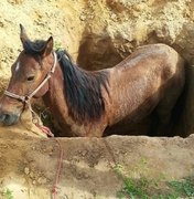 Bombeiros resgatam égua que cai em buraco de obra abandonada