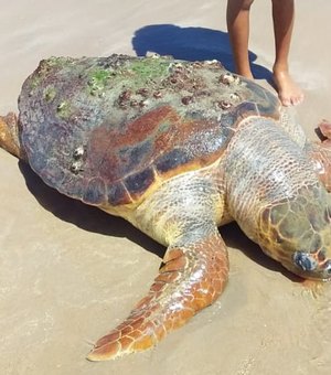 Tartaruga-cabeçuda é encontrada morta na praia de Jatiúca, em Maceió