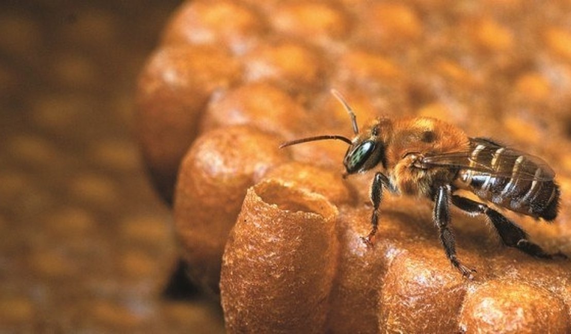 Curso disseminará técnicas de criação de abelhas sem ferrão no Estado