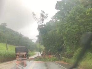 [Vídeo] Quedas de árvores prejudicam tráfego na rodovia AL 105 no Norte de AL
