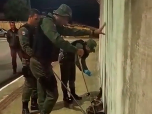 Jiboia é resgatada pela Patrulha Florestal no bairro do Farol em Maceió