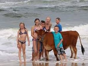 Norte-americana adota boi e o trata como um membro da família 