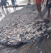Pescador captura quase uma tonelada de peixes em Japaratinga; veja imagens