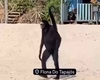 Macaco-aranha: conheça espécie que viralizou com vídeo no Pará