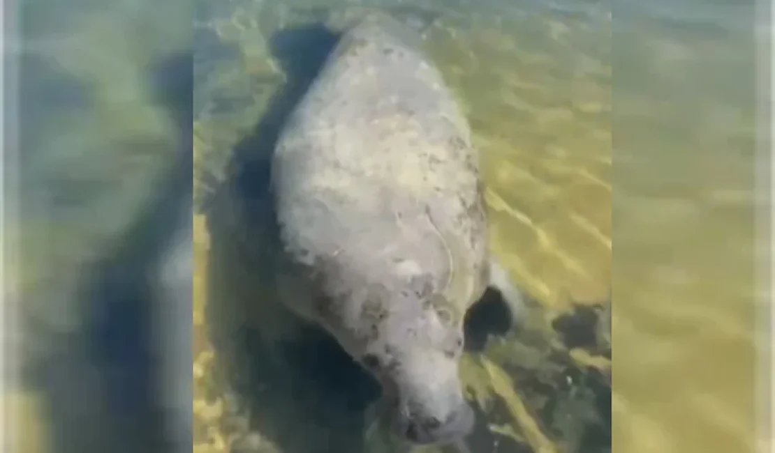 Peixe-boi “Tinga” é avistado novamente na Barra de São Miguel