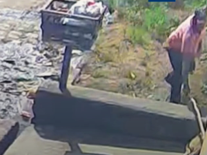 Homem é flagrado agredindo cachorro com pedaço de madeira em Arapiraca