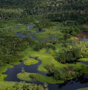 Fundo Amazônia recebeu R$ 3,4 bilhões de doações em 13 anos