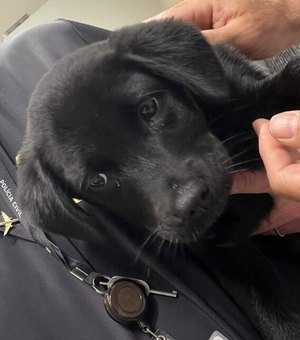 Polícia Civil prende em flagrante homem que abandonou cachorro no Aeroporto de Florianópolis
