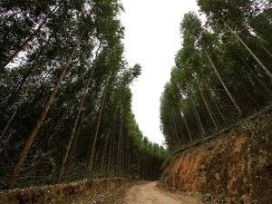 Governo de Alagoas investe na Cadeia Produtiva do Eucalipto