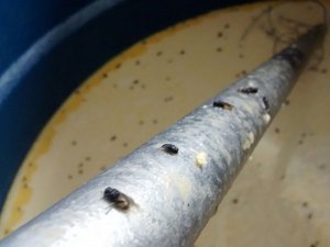 Quase meia tonelada de queijo estragado  foi apreendida em operação no Sertão de Alagoas