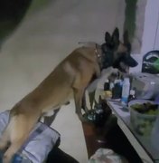 Cão farejador ajuda a encontrar maconha e crack escondidos em casa em Arapiraca