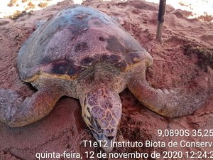 Tartaruga marinha morre na Praia de Japaratinga