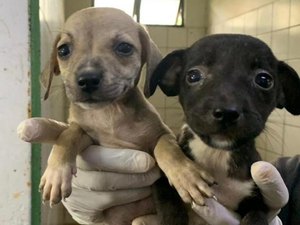 Cães e gatos vão estar na Rua Aberta neste domingo (19) em mais uma edição da Feira de Adoção