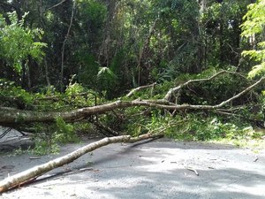 Árvore caída interrompe trânsito na rodovia AL 215