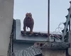 Pitbull sobe em telhados e assusta moradores de rua em Arapiraca